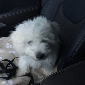 Meet your Posher, Pattie